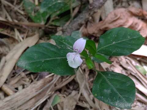 Image of Dicliptera japonica (Thunb.) Makino