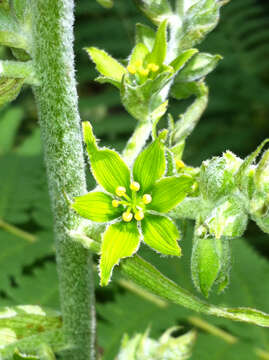 Image of False Hellebore