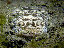 Image of Blackbanded stargazer