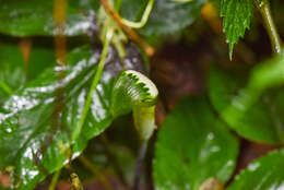 Image of Arisaema penicillatum N. E. Br.