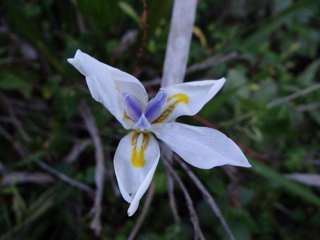 Image of Wild iris