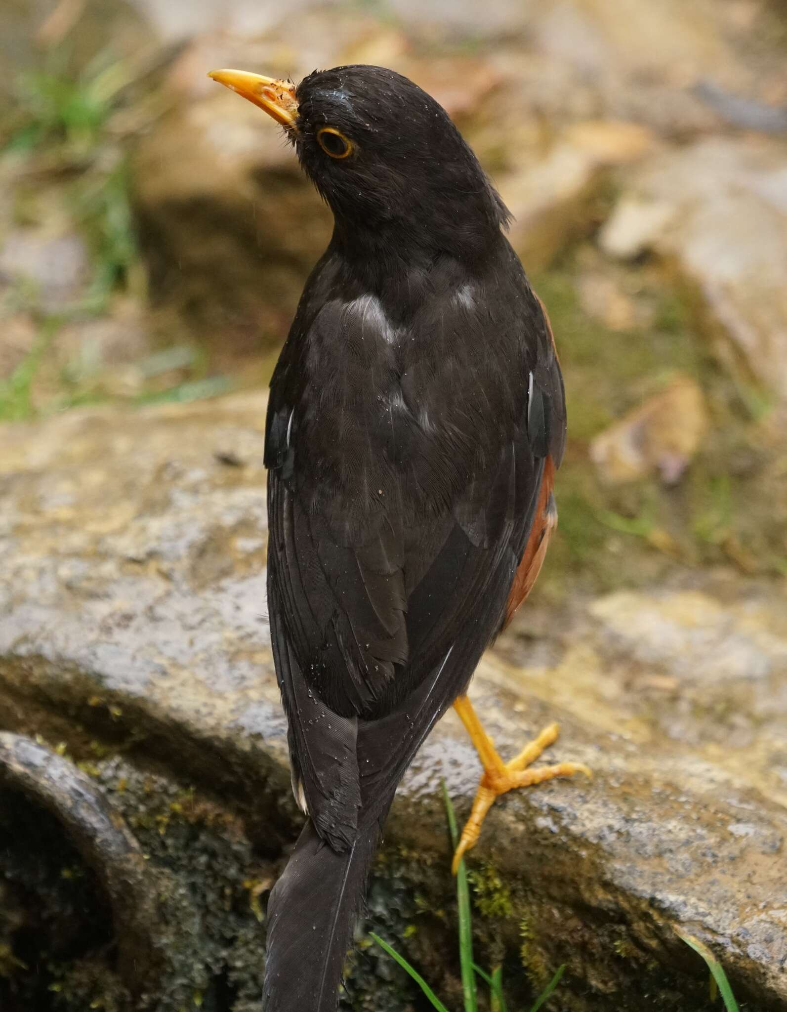 صورة Turdus poliocephalus Latham 1801