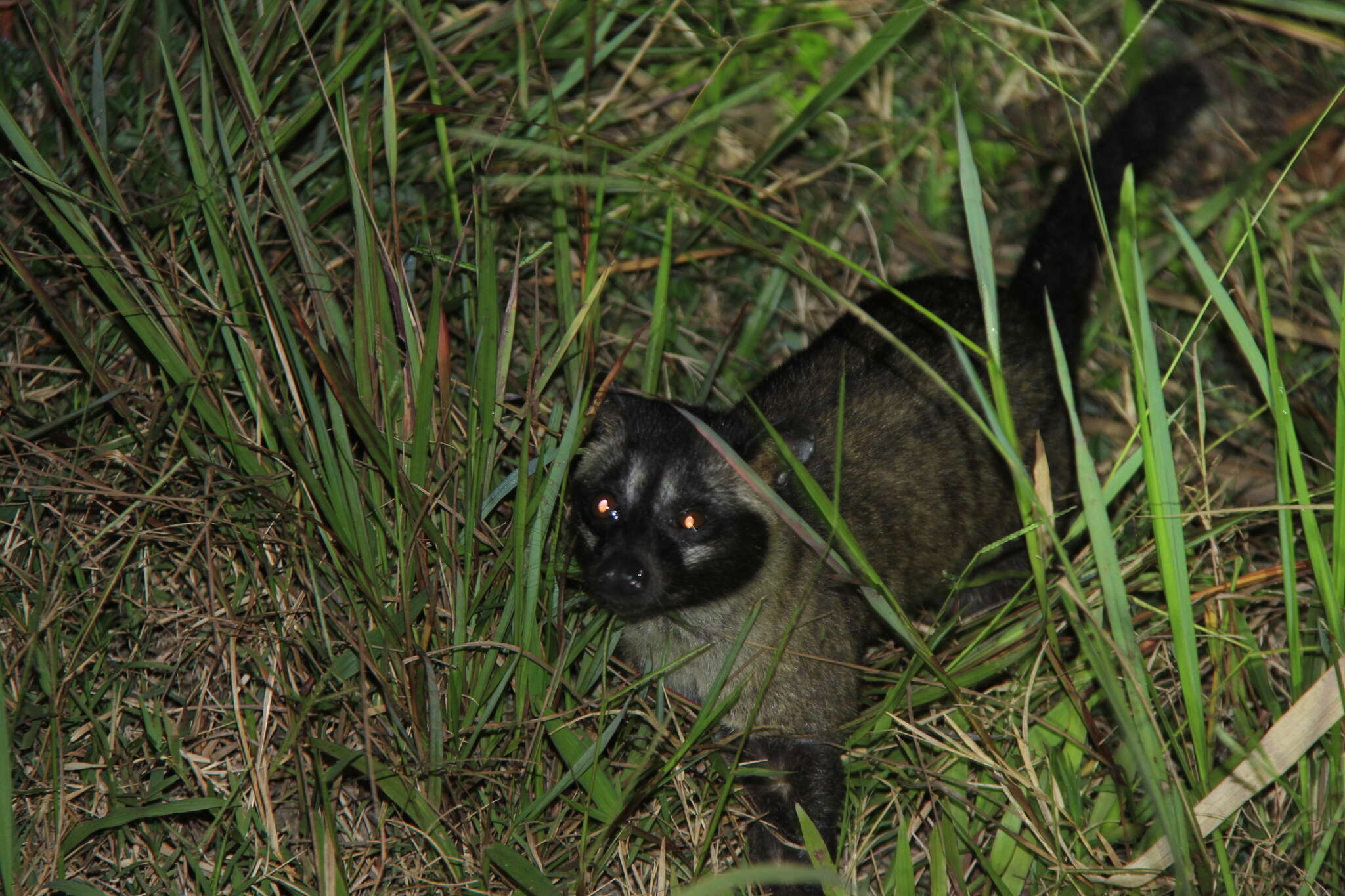 Image of Paradoxurus philippinensis