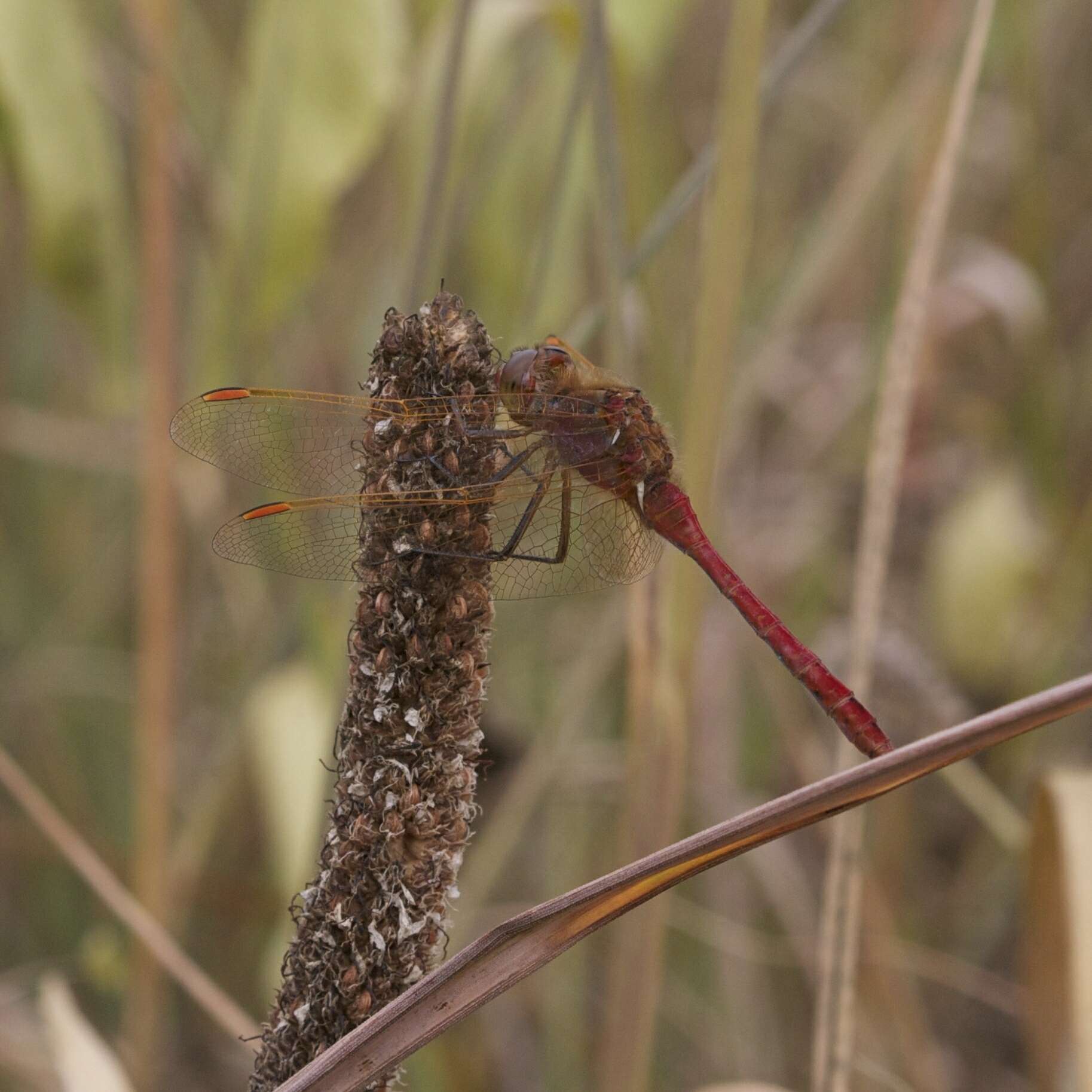 Image of Saffron-winged Meadowhawk