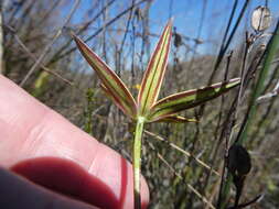 Image of Pauridia canaliculata (Garside) Snijman & Kocyan