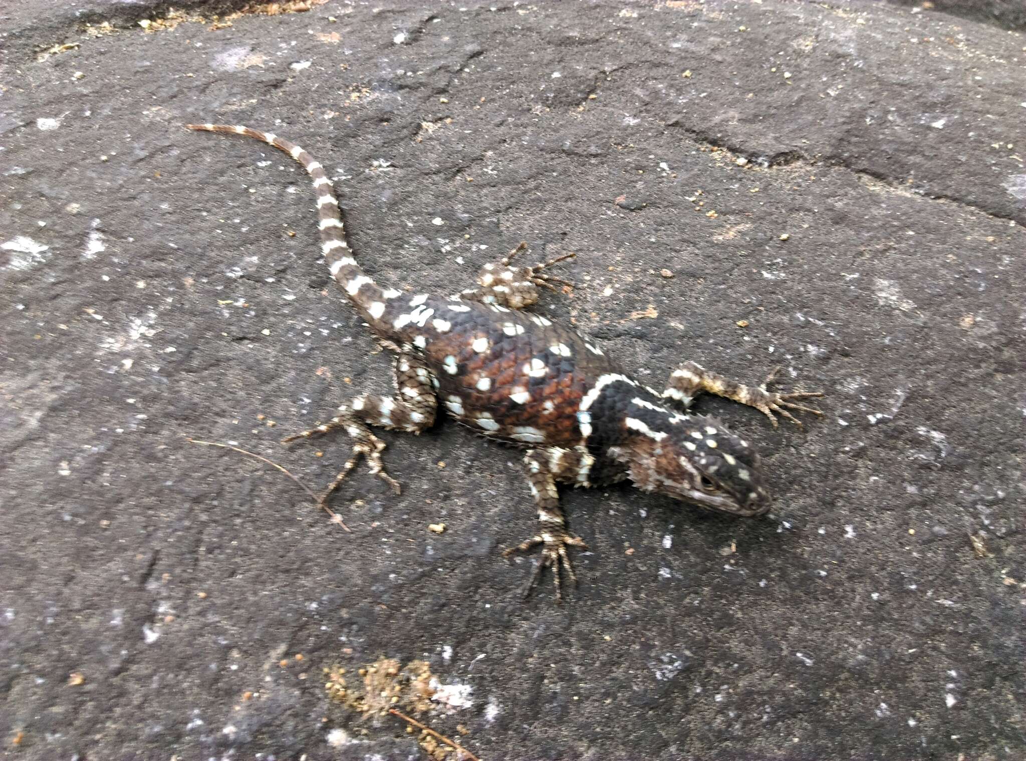 Image of MacDougall's Spiny Lizard