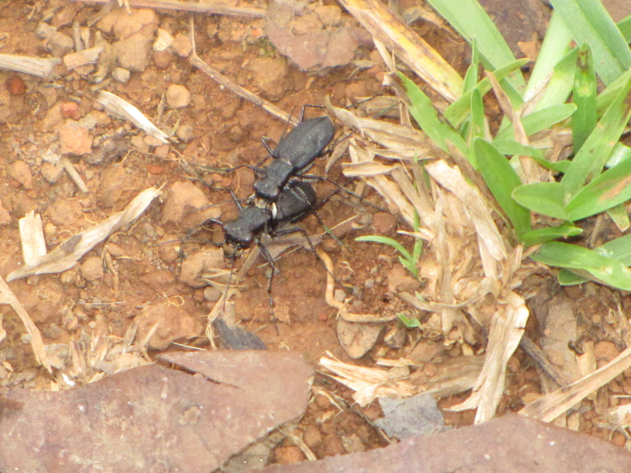 Image de Cicindela (Cicindelidia) cyaniventris Chevrolat 1834