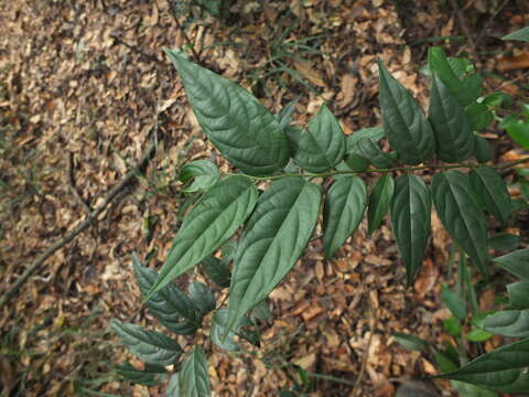 Sivun Diospyros ghatensis B. R. Ramesh & D. De Franceschi kuva