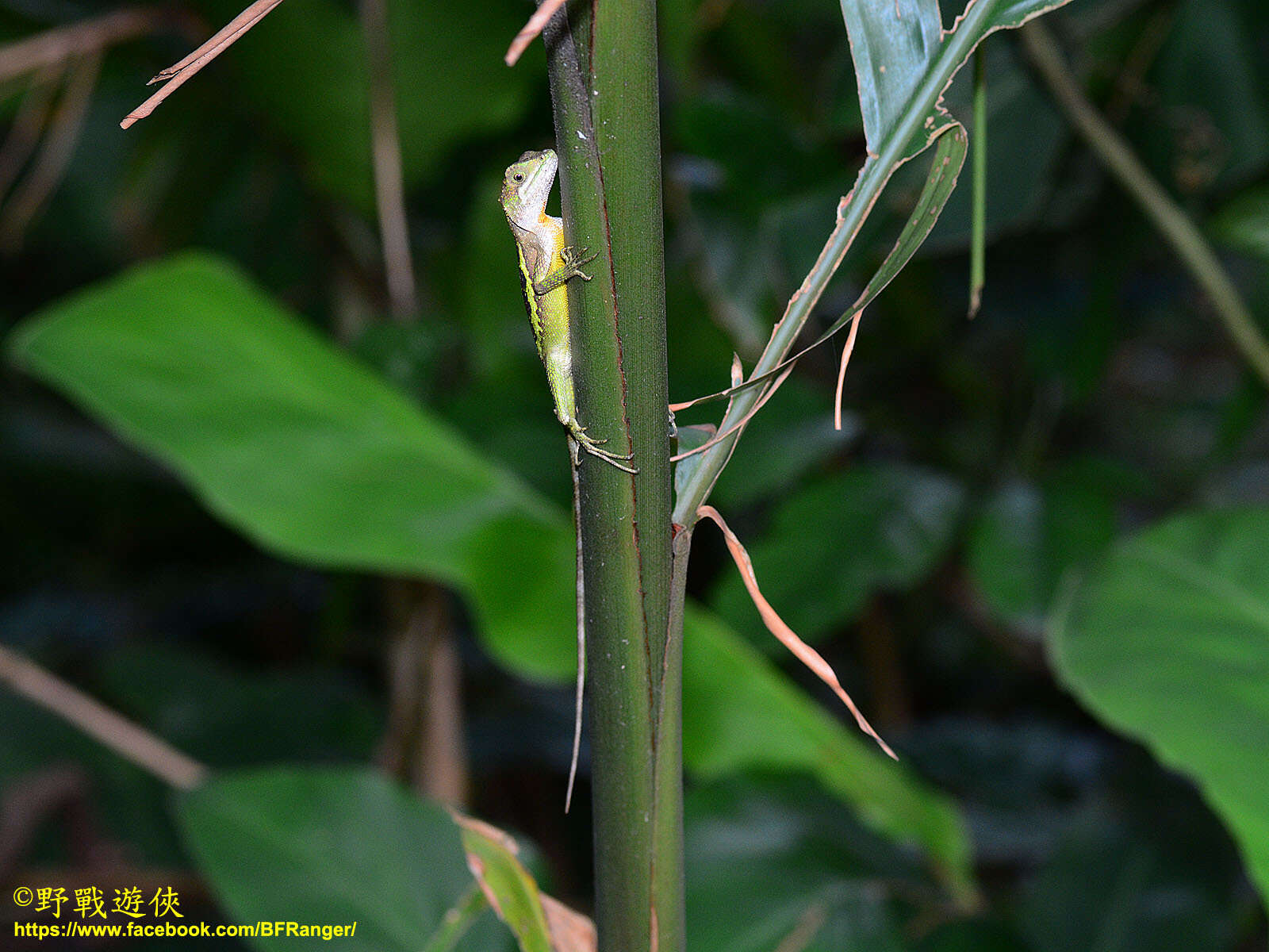 Image of Diploderma polygonatum xanthostomum (Ota 1991)