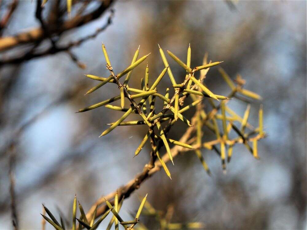 Acacia colletioides Benth. resmi