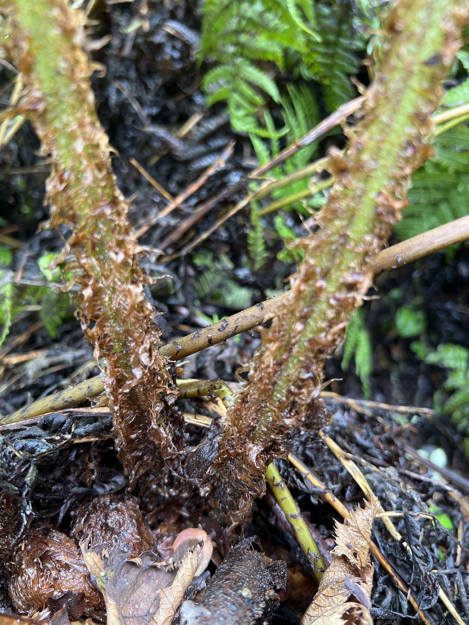 Image of Ainahou Valley Wood Fern