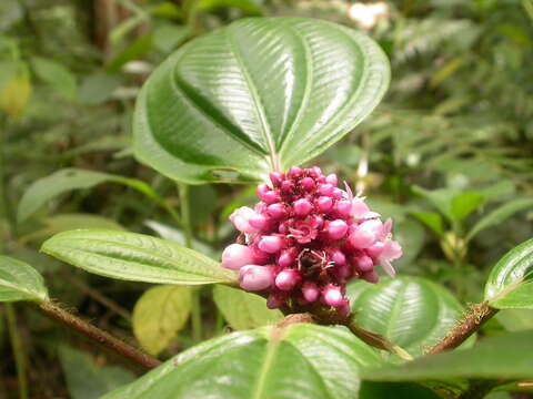 Image of Tococa platyphylla Benth.