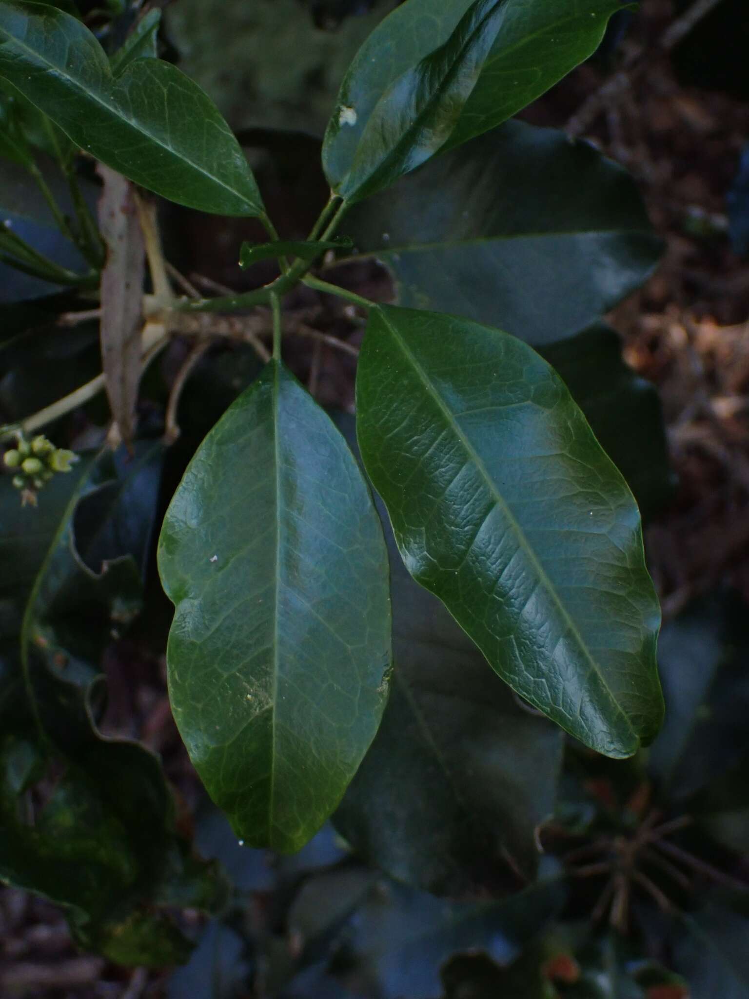 Image of Sarcomelicope simplicifolia (Endl.) T. G. Hartley