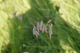 Image of arctic brome