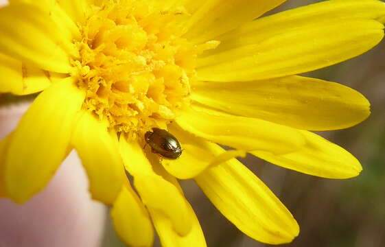 Diachus auratus (Fabricius 1801) resmi