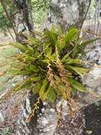 Image of Acianthera glumacea (Lindl.) Pridgeon & M. W. Chase