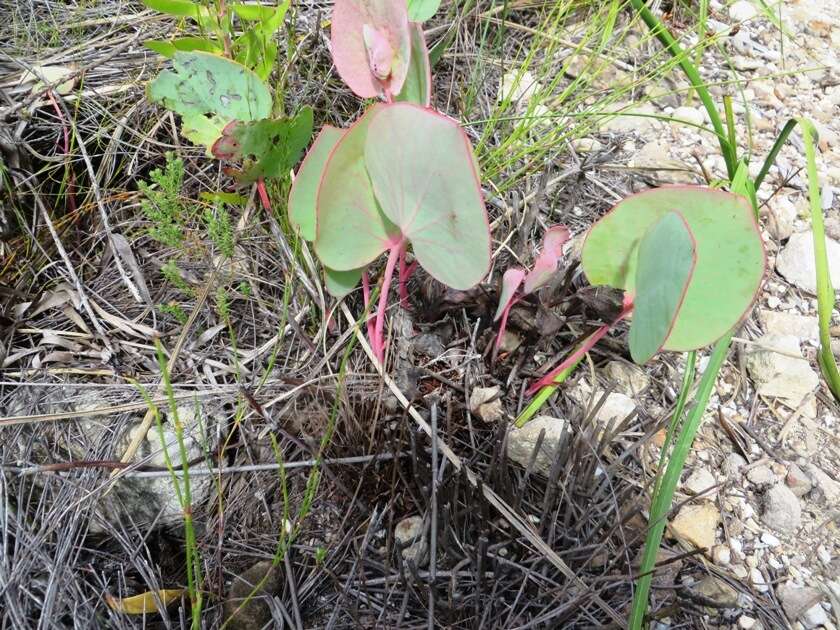 Imagem de Protea cordata Thunb.