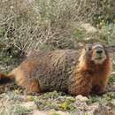 Image of Marmota flaviventris engelhardti J. A. Allen 1905