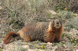 Image of Marmota flaviventris engelhardti J. A. Allen 1905