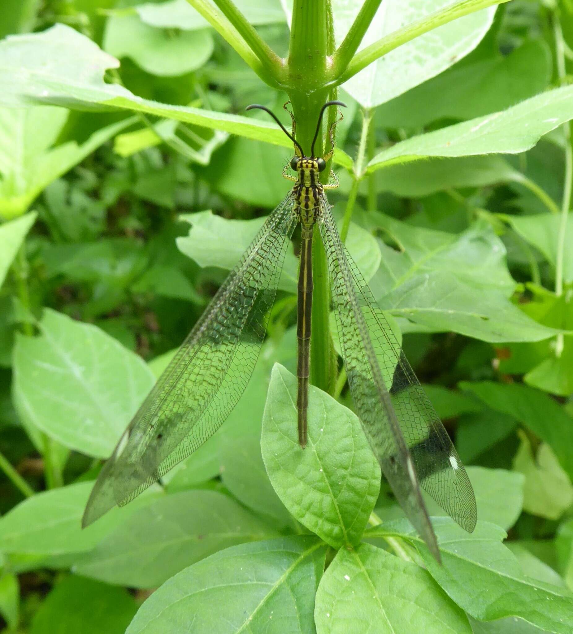 Image of Banyutus