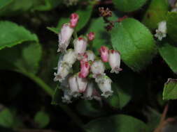 Plancia ëd Gaultheria nubigena (R. Phil.) B. L. Burtt & Sleum.