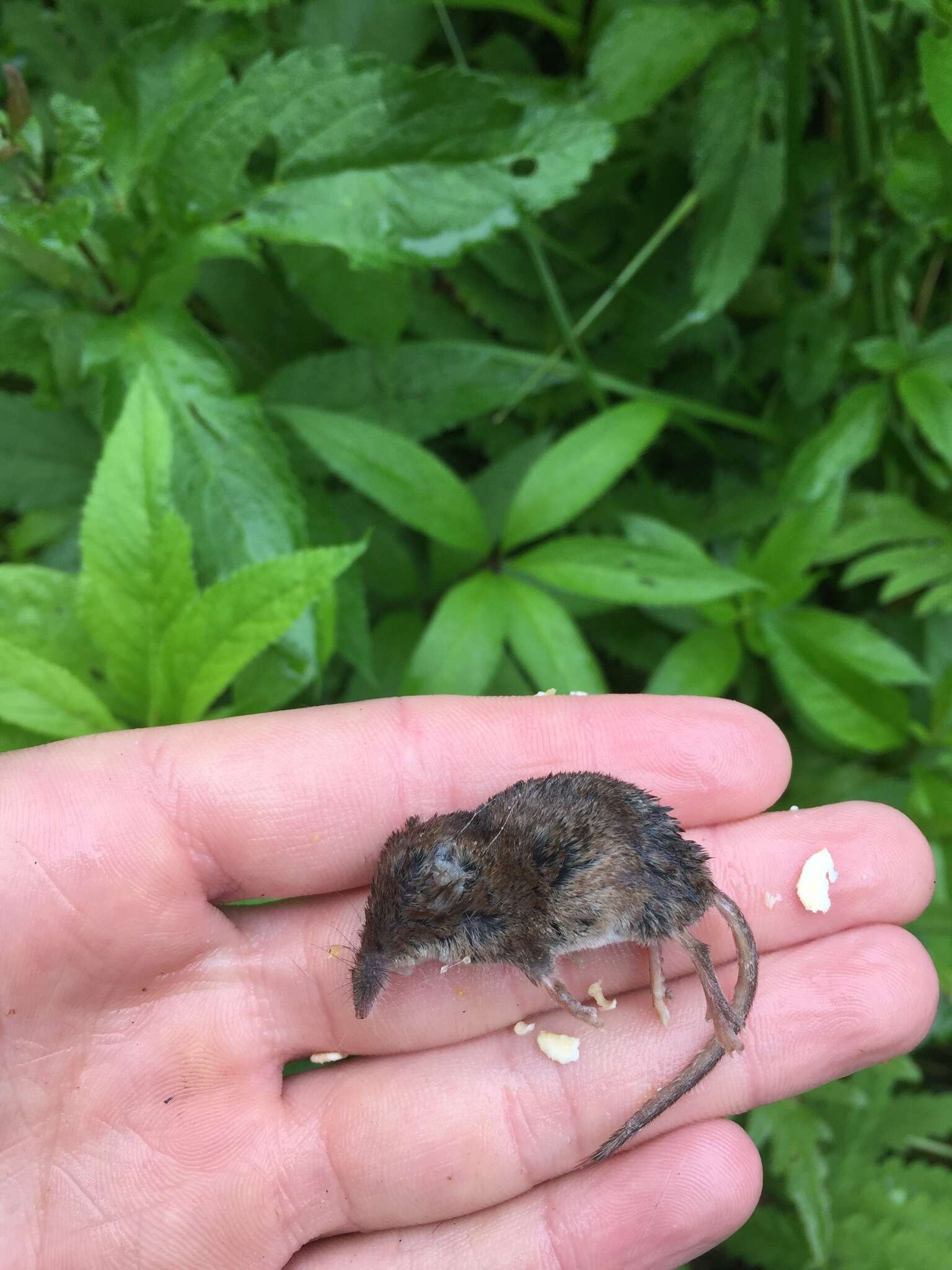 Image of Cinereus Shrew (Masked Shrew)