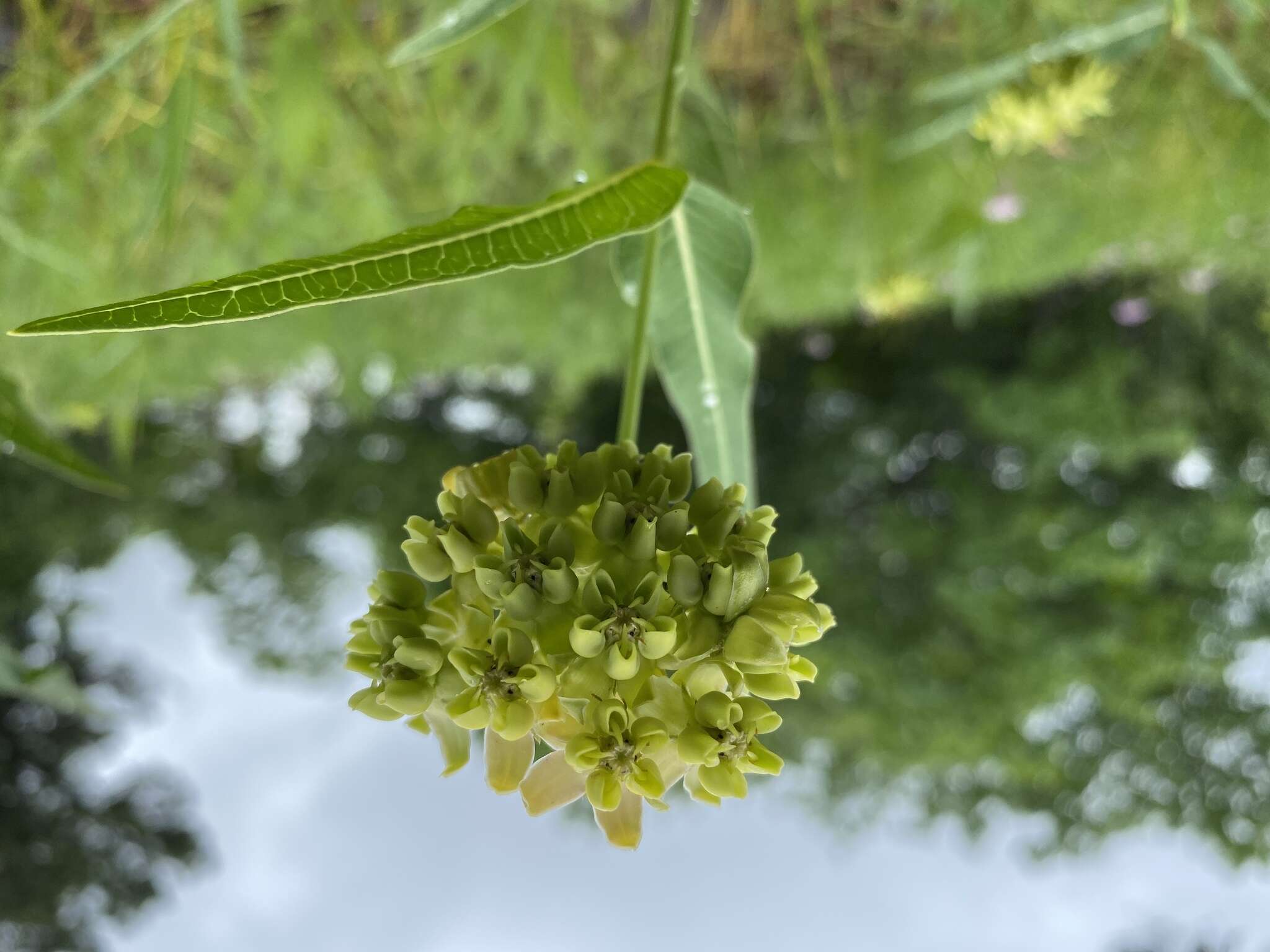 Image de Asclepias meadii Torr. ex A. Gray