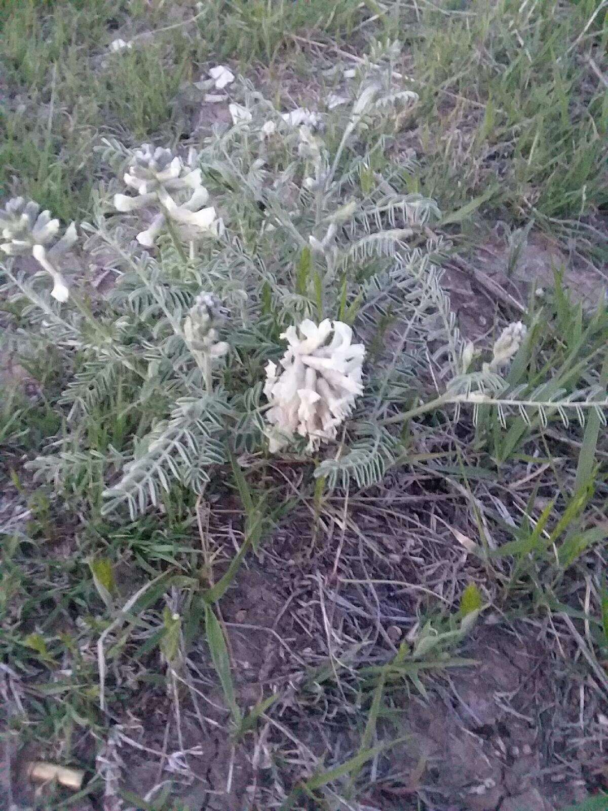 Image of silky sophora