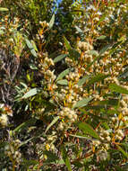 Imagem de <i>Eucalyptus <i>uncinata</i></i> subsp. uncinata