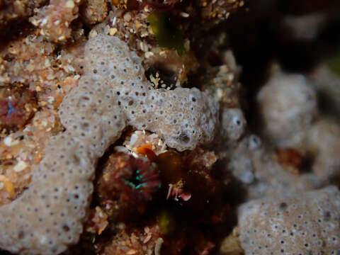 Image of Ascidian