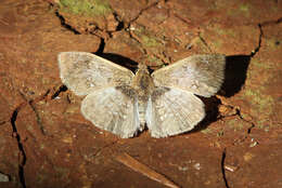 Image of Carrhenes canescens pallida Röber 1925