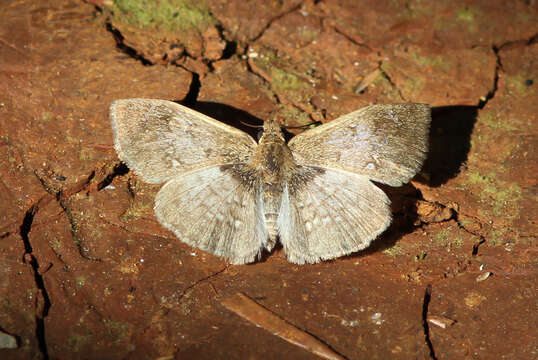 Image of Carrhenes canescens pallida Röber 1925