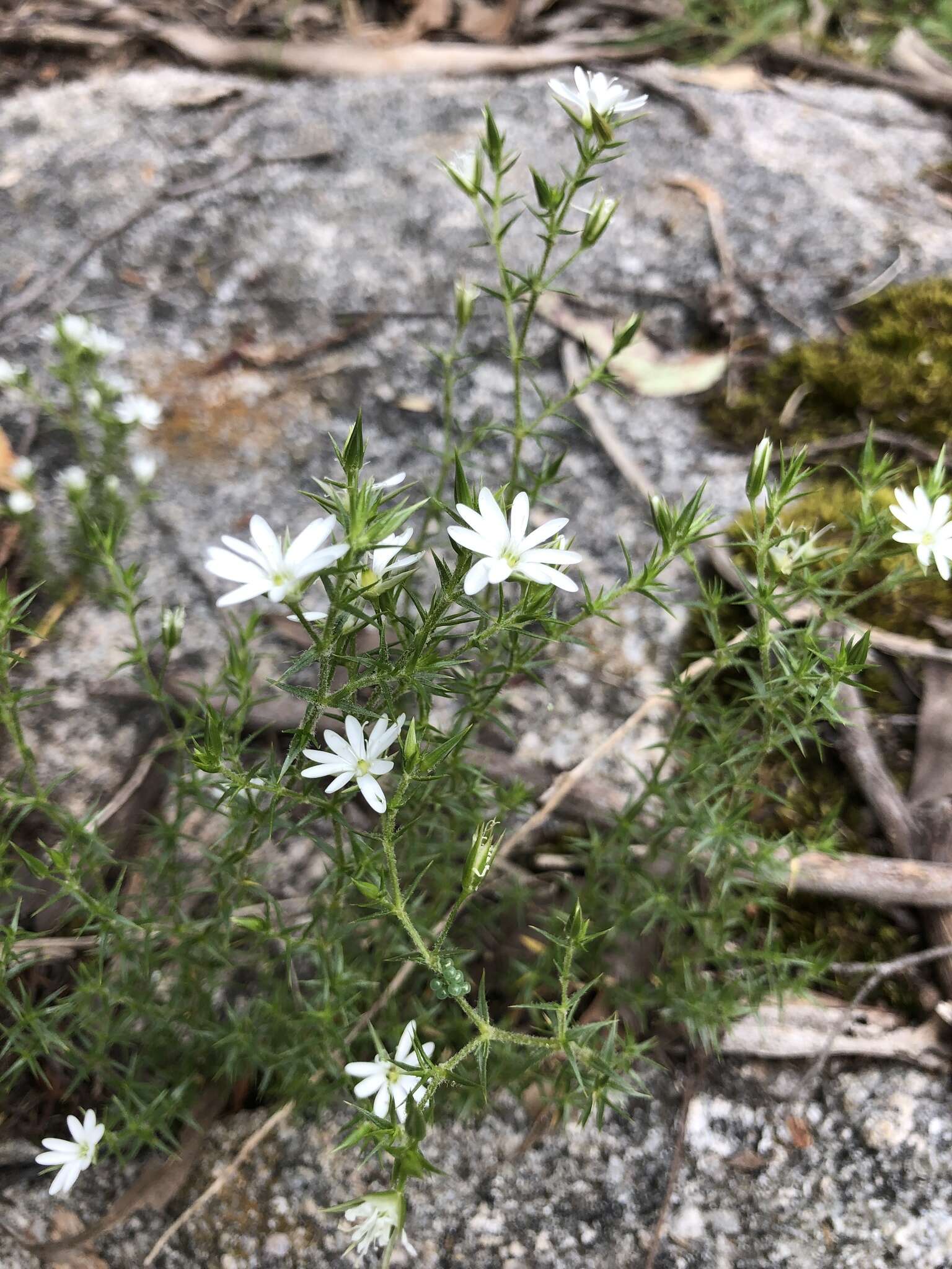 Image of Stellaria pungens Brongn.