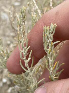 Plancia ëd Neokochia americana (S. Watson) G. L. Chu & S. C. Sand.