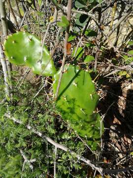 Image of Common Pricklypear