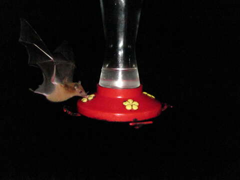 Image of Orange Nectar Bat