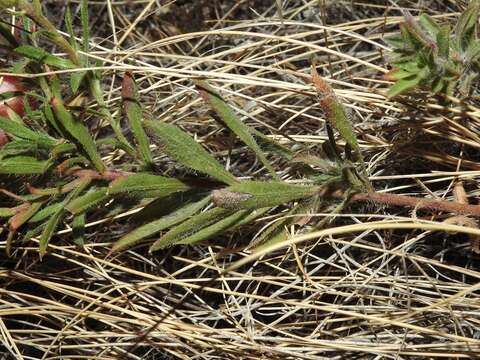 Image of Heterotheca hirsuta (Greene) G. L. Nesom