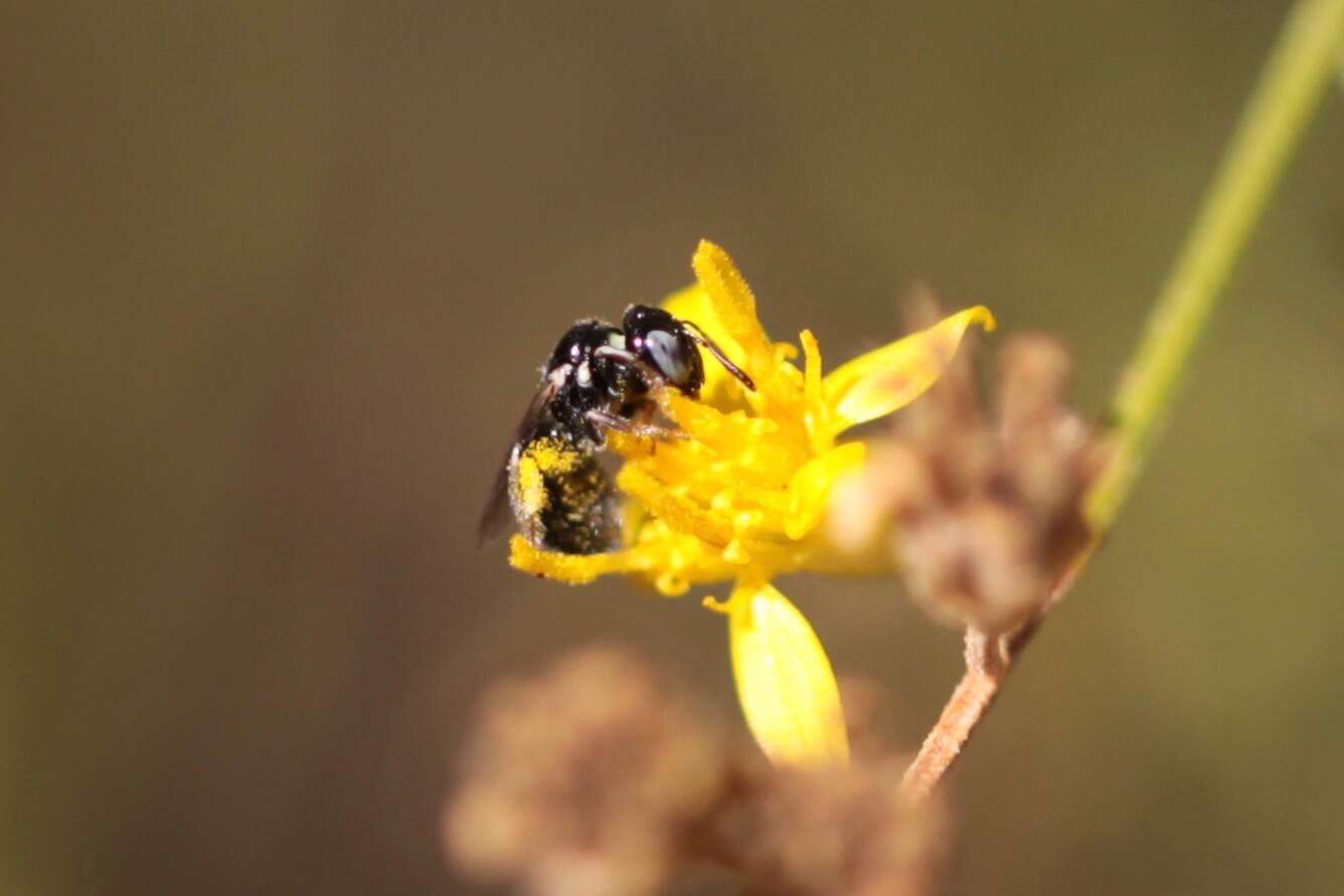 Sivun Ceratina arizonensis Cockerell 1898 kuva