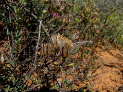 Image de Pteronia oblanceolata Phillips