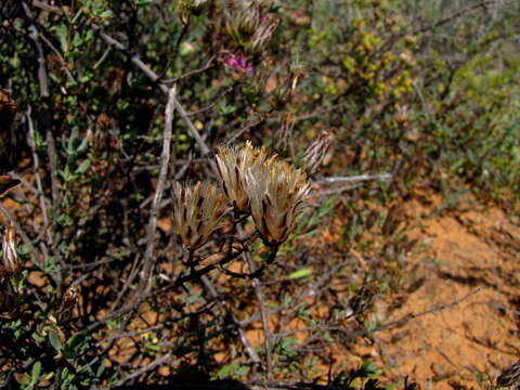 Image of Pteronia oblanceolata Phillips