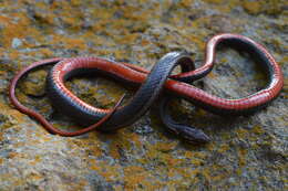 Image of Western Graceful Brown Snake