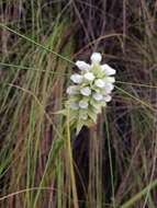 Image of Satyrium trinerve Lindl.