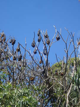 Image of Gray-headed Flying Fox