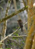 Image of Crescent-chested Puffbird