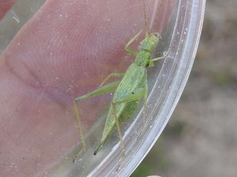 Image of Fast-calling Tree Cricket