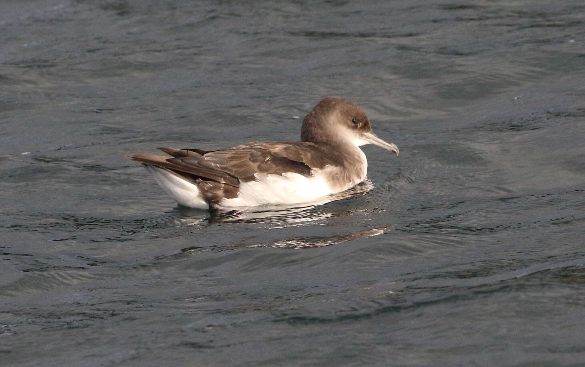 Image of Fluttering Shearwater