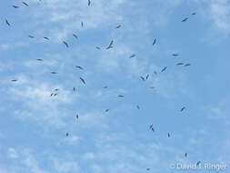 Image of Lesser Frigatebird