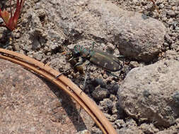 Plancia ëd Cicindela (Cicindela) oregona oregona Le Conte 1856