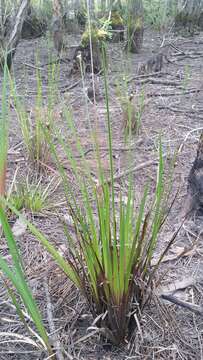 Image of Pineland Yellow-Eyed-Grass