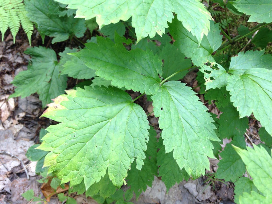 Imagem de Actaea rubra (Ait.) Willd.